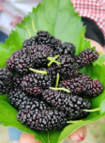 Xiaozhu Shiguang Homestay