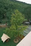 Grass and Grass Stream Homestay Hotels in Ancient Ginkgo Promenade