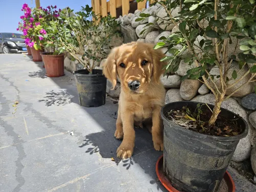 Snowtop Westernmost Lodge · Taxian Photos