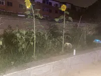 Shenyang Main Gate Homestay (724) Отели в г. Santaizi/Shenfei