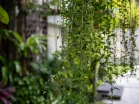 The Amala Boutique Retreat Hotels near Sunset Road