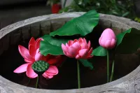 Shiquan Huitong Fudi Homestay