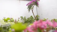 Cloudtop Garden LUMI Lijiang 리장 호텔