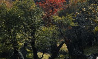 Lanping Shujiawu Township Luoguxuan Hiking Homestay
