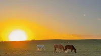 Amani Bread & Ger · Mongol Ger Guesthouse (Xilamuren Grassland) - con vista montagne
