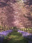 English Cherry Tree Manor - فلل