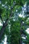 CLOUDS 13·Forest Hot Spring Resort