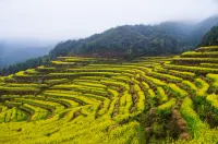 Yun Qu Feng Yin Xiaozhu (Wuyuan Huangling Scenic Area Terraced Flower Sea Branch) - con vista montagne