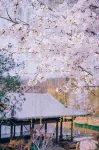 Jincheng Fengyang Yitang Hot Spring Hotel - Romantic