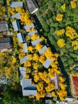 Suzhou Ruixiangyuan Ginkgo Gardens Hotel