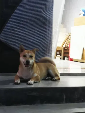 Fengxu Hotel Отели рядом с достопримечательностью «Hong'an Ancient Town»