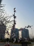 Chengxin Apartment (Dongdaihe Kaisa Ye Phase 3)