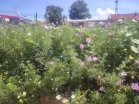 Hongge Homestay - servizio colazione