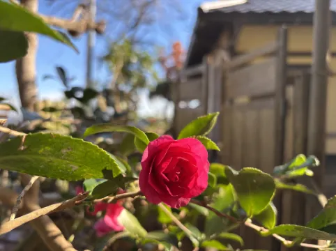 Newly open: SPY or NINJA ! Infinity room traditional Kominka  BOXO