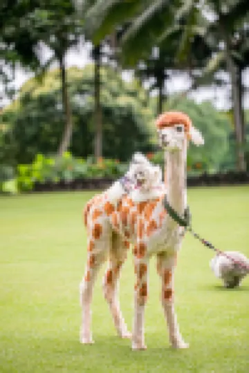 海口觀瀾湖度假酒店