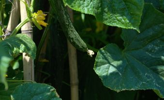 Guitianyuanju Courtyard Homestay