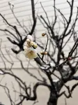 HOKUKOU KAMIMIYA Các khách sạn gần Maruyama Park