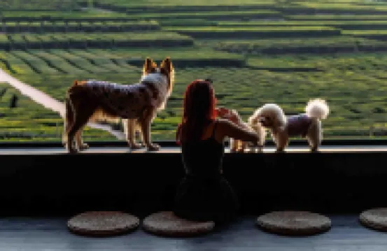 逸山海·慢享欖園茶療私湯度假民宿