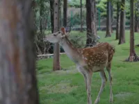 來野·十二獸設計師私湯民宿