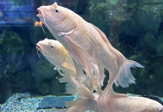 4. 이즈히 호텔 -..