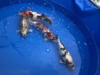 Bullfighting and Nishikigoi Traditional Culture House