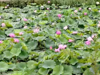 Benxi Bed Seal Lake Hotel - 4 estrellas