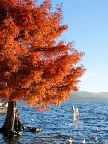 大理如玉居客棧（洱海生態廊道龍龕碼頭店） 龍龕碼頭-觀景台附近的飯店