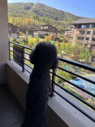 Jilin Songhua Lake New Story Hot Spring Suite Hotel