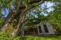 Liaofan Jingshe · Serene Time Qingwa Zen Courtyard Boutique Stay (Tengchong Ginkgo Village) Hotels in Ginkgo Village