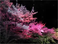 Daiwa Roynet Hotel Ibaraki Mito