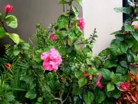 โรงแรม ชาร์มมิ่ง อิน เขาใหญ่ โรงแรมใกล้BLUE SUN HILL CAFE' CAMP