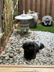 SUMIKA  stay with dog. - Pet friendly