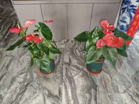 Zhengxiang Wanda Hotel (Lvliang Dawu Airport | Lvliang Normal College) Отели в г. Фаншань