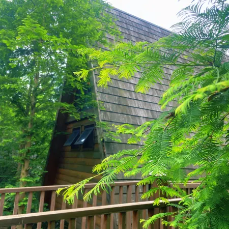 Tree Frog Resort Hotel