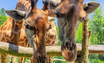 Giraffe Manor Hotel