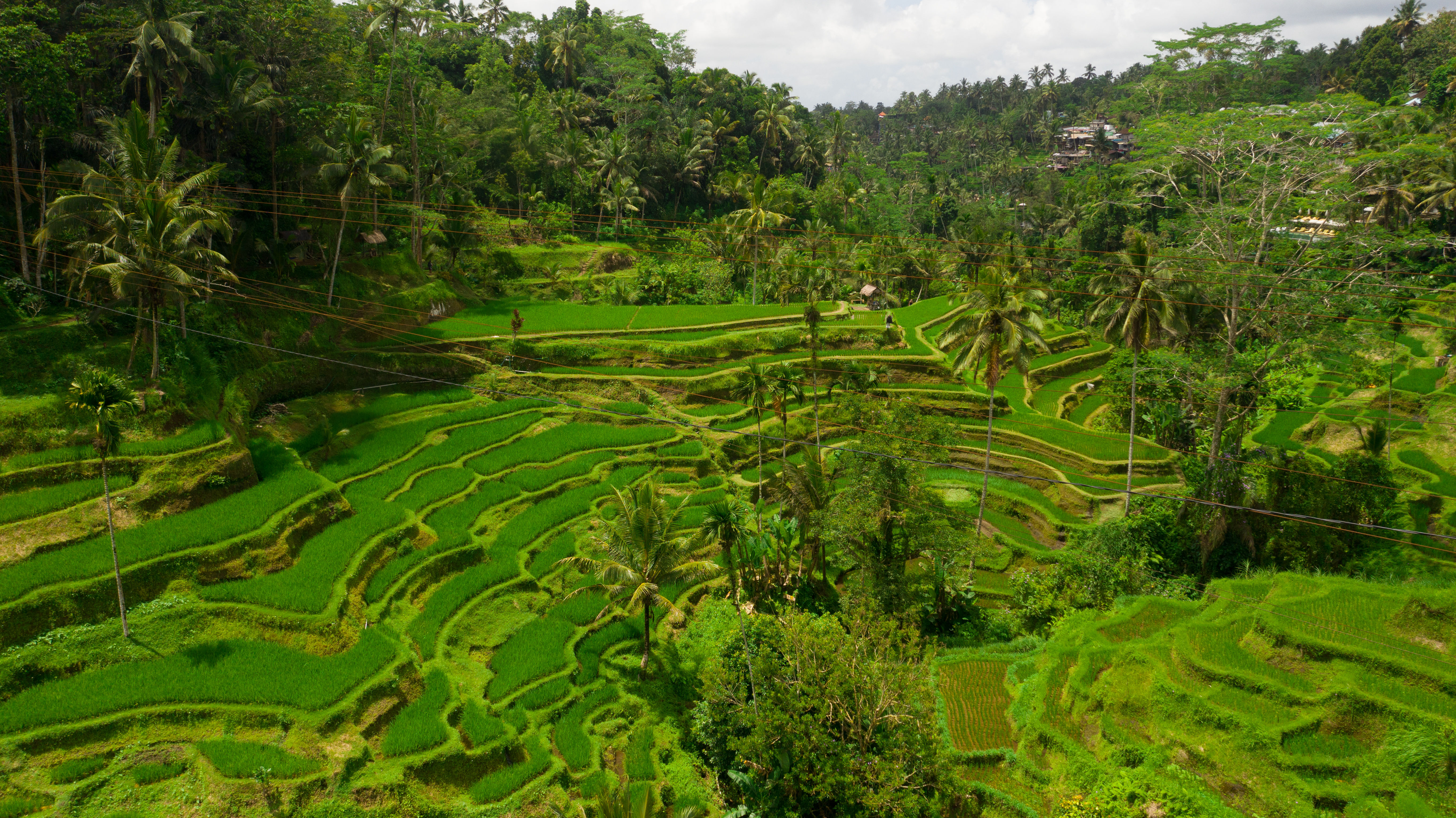 Alila Ubud Over view