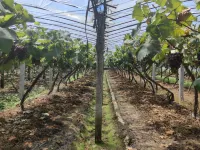 Chengshi Xiaoshe (Jinyun Tourist Transport Distribution Center, Wandi Square Branch) Hotels in Jinyun