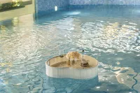 Shanghai Chuyu Designer Homestay - piscina