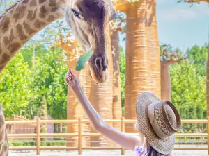 Alberghi Paradiso per Famiglie a Shandong: le opzioni più popolari