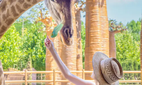 All Love Park Giraffe Manor Hotel