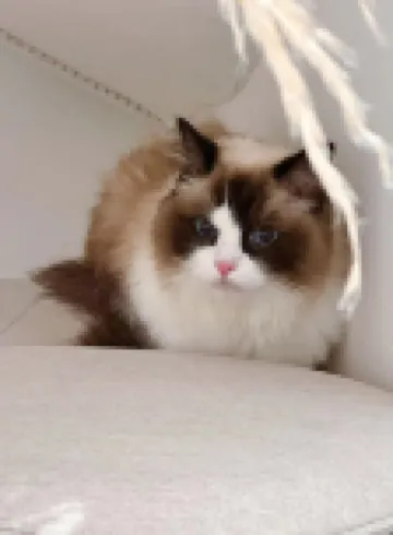 UTHHOME Youth Hostel (Chongqing Jiefangbei Hongyadong)