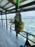 Jelly Sea Resort