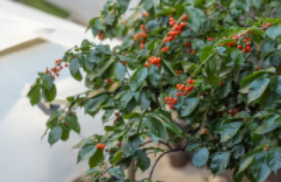 滴水丹屏·古城パノラマ民宿（麗江古城四方街） 麗江のホテル