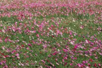 Shengtianli Homestay Hotels in Qingyuan