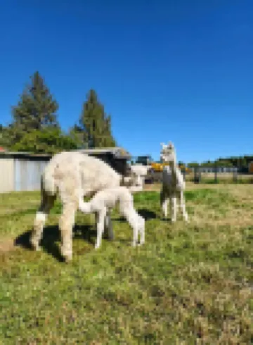 羅託魯瓦世外桃源旅舍 羅托魯瓦住宿飯店
