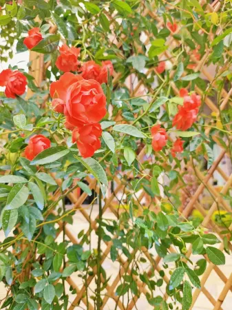 Chongzhou Yuetengxi Homestay