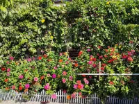 jingju homestay Hotels in Qapqal