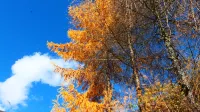 Walnut Tree Soup Spring Homestay - Scenic