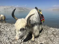 Tashkurgan tajiro Homestay