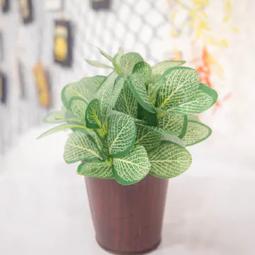 Belle Cose Guest House Phuket